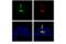 Cas9 antibody, 19526T, Cell Signaling Technology, Immunofluorescence image 