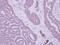 Myotubularin Related Protein 14 antibody, GTX105206, GeneTex, Immunohistochemistry paraffin image 