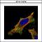 HsMAD2 antibody, GTX111075, GeneTex, Immunocytochemistry image 