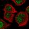 Nitric oxide synthase trafficker antibody, HPA044384, Atlas Antibodies, Immunofluorescence image 