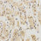 Proteasome Subunit Beta 5 antibody, A03418, Boster Biological Technology, Immunohistochemistry frozen image 