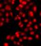 TEA Domain Transcription Factor 3 antibody, FNab08583, FineTest, Immunofluorescence image 