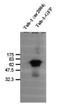 Tubby protein antibody, NB100-1922, Novus Biologicals, Western Blot image 