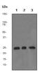 BCL2 Associated Athanogene 2 antibody, ab79406, Abcam, Western Blot image 