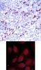 GATA Binding Protein 1 antibody, 79-284, ProSci, Immunohistochemistry frozen image 