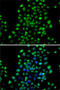 N-Terminal Xaa-Pro-Lys N-Methyltransferase 1 antibody, 22-696, ProSci, Immunofluorescence image 