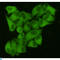 FAS antibody, LS-C812320, Lifespan Biosciences, Immunocytochemistry image 