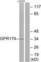 Probable G-protein coupled receptor 174 antibody, A13035, Boster Biological Technology, Western Blot image 