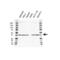 PHD1 antibody, VPA00264, Bio-Rad (formerly AbD Serotec) , Western Blot image 