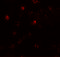 Zinc Finger Protein 687 antibody, 6861, ProSci Inc, Immunofluorescence image 