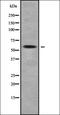 Homeobox C13 antibody, orb338378, Biorbyt, Western Blot image 