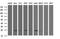 RING1 and YY1-binding protein antibody, NBP2-45967, Novus Biologicals, Western Blot image 