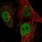 GINS Complex Subunit 4 antibody, NBP1-82748, Novus Biologicals, Immunofluorescence image 