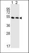 Solute Carrier Family 47 Member 1 antibody, 61-899, ProSci, Western Blot image 