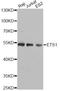 ETS Proto-Oncogene 1, Transcription Factor antibody, A1596, ABclonal Technology, Western Blot image 