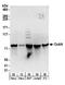 RNA Binding Motif Protein 14 antibody, NB100-2884, Novus Biologicals, Western Blot image 