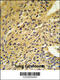 Coenzyme Q5, Methyltransferase antibody, 63-893, ProSci, Immunohistochemistry paraffin image 