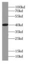 Alpha-2-Glycoprotein 1, Zinc-Binding antibody, FNab00756, FineTest, Western Blot image 