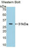 PR domain zinc finger protein 1 antibody, LS-C296015, Lifespan Biosciences, Western Blot image 