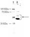 Opioid Receptor Delta 1 antibody, ADI-905-745-100, Enzo Life Sciences, Western Blot image 