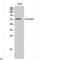 Cytochrome P450 antibody, LS-C813392, Lifespan Biosciences, Western Blot image 