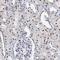 Small nuclear ribonucleoprotein Sm D1 antibody, HPA040516, Atlas Antibodies, Immunohistochemistry paraffin image 