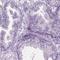 Family With Sequence Similarity 92 Member B antibody, HPA041022, Atlas Antibodies, Immunohistochemistry frozen image 