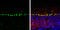 Proline/serine-rich coiled-coil protein 1 antibody, GTX128047, GeneTex, Immunohistochemistry frozen image 