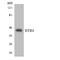 5-Hydroxytryptamine Receptor 4 antibody, LS-C292081, Lifespan Biosciences, Western Blot image 