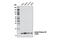 Histone Cluster 4 H4 antibody, 8647S, Cell Signaling Technology, Western Blot image 