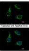 Mitochondrial enolase superfamily member 1 antibody, NBP2-16338, Novus Biologicals, Immunofluorescence image 