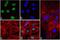 NK2 Homeobox 5 antibody, 701622, Invitrogen Antibodies, Immunofluorescence image 