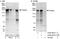 Claspin antibody, A300-267A, Bethyl Labs, Immunoprecipitation image 