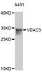 Voltage Dependent Anion Channel 3 antibody, abx126771, Abbexa, Western Blot image 