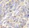 Aminoacylase 1 antibody, FNab00362, FineTest, Immunohistochemistry frozen image 