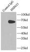 Heat Shock Protein Family A (Hsp70) Member 13 antibody, FNab04054, FineTest, Immunoprecipitation image 