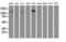 Glutamyl Aminopeptidase antibody, LS-C173596, Lifespan Biosciences, Western Blot image 