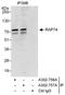 General Transcription Factor IIF Subunit 1 antibody, A302-756A, Bethyl Labs, Immunoprecipitation image 