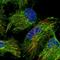 Intraflagellar Transport 22 antibody, HPA042930, Atlas Antibodies, Immunofluorescence image 