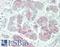 Pancreatic Lipase antibody, LS-B13769, Lifespan Biosciences, Immunohistochemistry paraffin image 