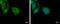 Translocase Of Outer Mitochondrial Membrane 40 Like antibody, GTX120372, GeneTex, Immunocytochemistry image 