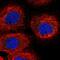 Retinol Dehydrogenase 10 antibody, PA5-65549, Invitrogen Antibodies, Immunofluorescence image 
