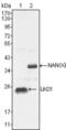 Nanog Homeobox antibody, abx011232, Abbexa, Enzyme Linked Immunosorbent Assay image 