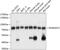 Uncharacterized glycosyltransferase AGO61 antibody, 15-580, ProSci, Western Blot image 