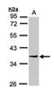 Ribosome Production Factor 2 Homolog antibody, NBP1-32613, Novus Biologicals, Western Blot image 
