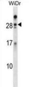 Azurocidin 1 antibody, abx028459, Abbexa, Western Blot image 