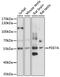 High affinity cAMP-specific 3 ,5 -cyclic phosphodiesterase 7A antibody, 15-863, ProSci, Western Blot image 