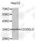 CD300 Molecule Like Family Member G antibody, A5169, ABclonal Technology, Western Blot image 