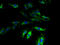 Probable G-protein coupled receptor 173 antibody, A67734-100, Epigentek, Immunofluorescence image 