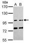 Family With Sequence Similarity 171 Member A1 antibody, PA5-31666, Invitrogen Antibodies, Western Blot image 
